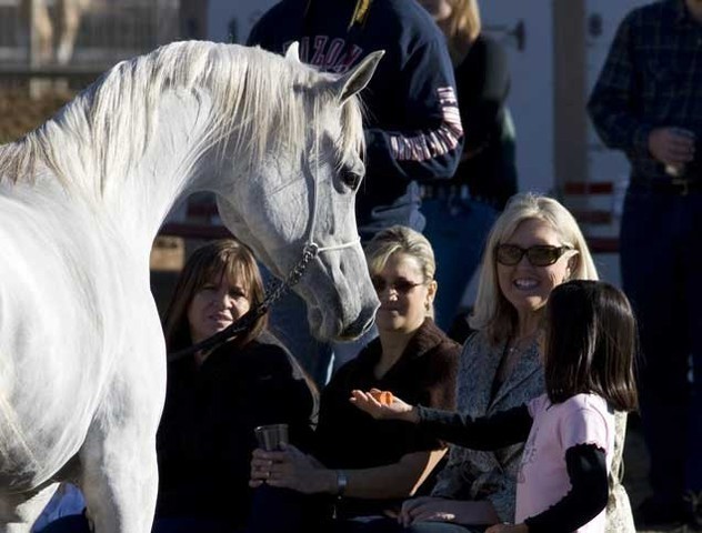Scottsdale Arabian Horse Farm Tours