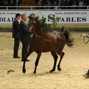 Kahil Al Shaqab