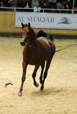 Kahil Al Shaqab