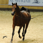 Kahil Al Shaqab