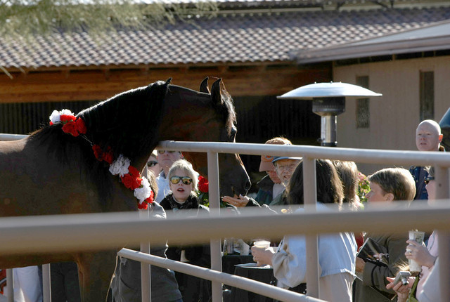 Scottsdale Arabian Horse Farm Tours