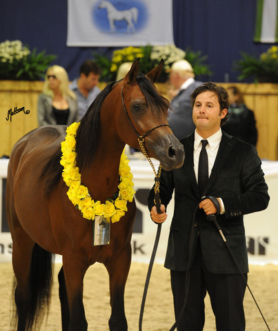 Kahil Al Shaqab