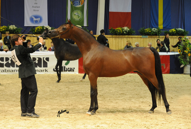 Kahil Al Shaqab