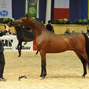 Kahil Al Shaqab