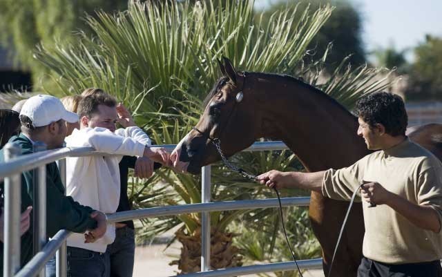 Scottsdale Arabian Horse Farm Tours