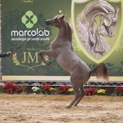 2010 Brazilian Nationals