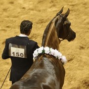 2010 Brazilian Nationals