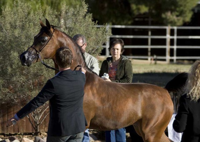 Scottsdale Arabian Horse Farm Tours