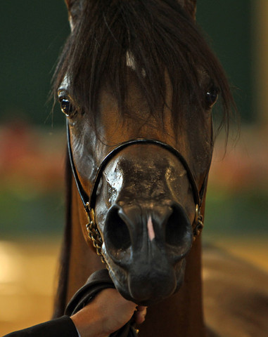 2010 Brazilian Nationals