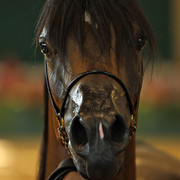 2010 Brazilian Nationals