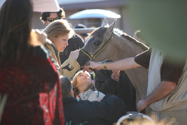 Scottsdale Arabian Horse Farm Tours