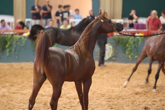 2010 Brazilian Nationals