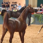 2010 Brazilian Nationals