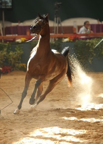 2010 Brazilian Nationals