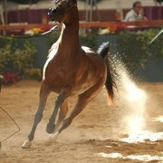 2010 Brazilian Nationals