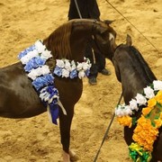 2010 Brazilian Nationals