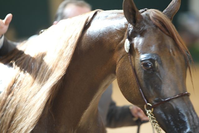 2010 Brazilian Nationals