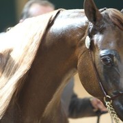 2010 Brazilian Nationals