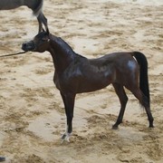 2010 Brazilian Nationals