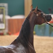 2010 Brazilian Nationals