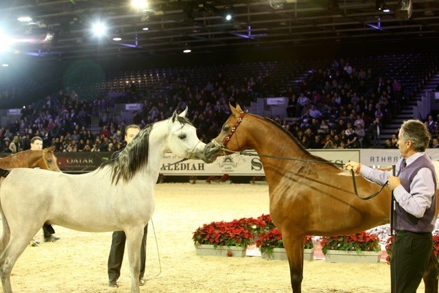 Fadi Al Shaqab (on right)