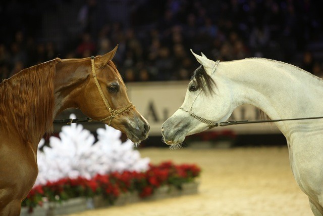 2010 Paris World Championships | Day 2