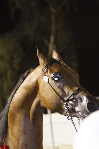 Scottsdale Arabian Horse Farm Tours