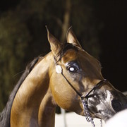 Scottsdale Arabian Horse Farm Tours