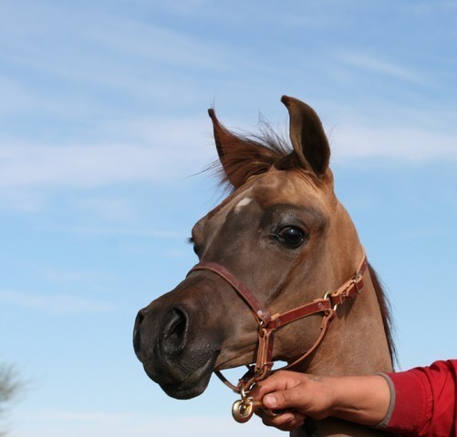 Scottsdale Arabian Horse Farm Tours