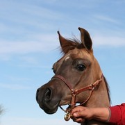 Scottsdale Arabian Horse Farm Tours