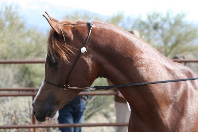 Scottsdale Arabian Horse Farm Tours