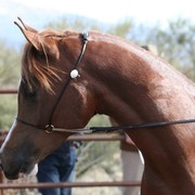 Scottsdale Arabian Horse Farm Tours