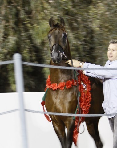 Scottsdale Arabian Horse Farm Tours