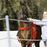 Scottsdale Arabian Horse Farm Tours