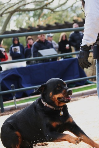 Scottsdale Arabian Horse Farm Tours