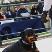 Scottsdale Arabian Horse Farm Tours