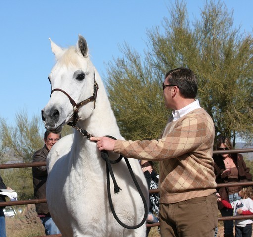 Scottsdale Arabian Horse Farm Tours