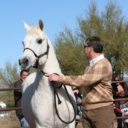 Scottsdale Arabian Horse Farm Tours
