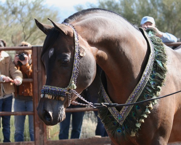 Scottsdale Arabian Horse Farm Tours