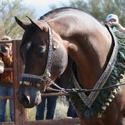 Scottsdale Arabian Horse Farm Tours