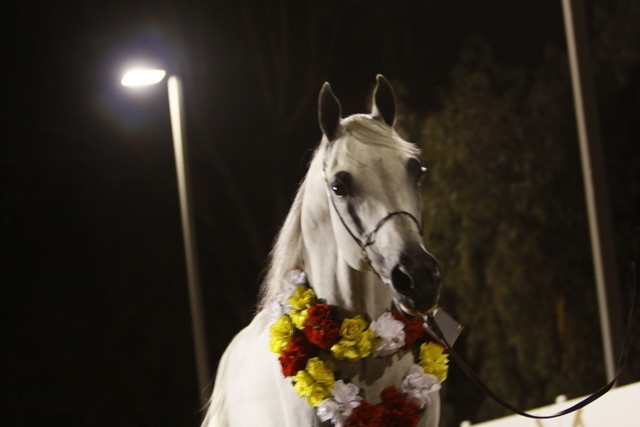 Scottsdale Arabian Horse Farm Tours