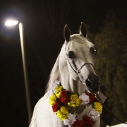 Scottsdale Arabian Horse Farm Tours