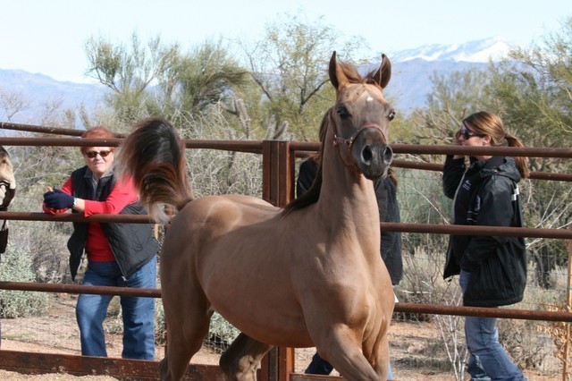 Scottsdale Arabian Horse Farm Tours
