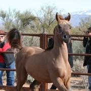 Scottsdale Arabian Horse Farm Tours
