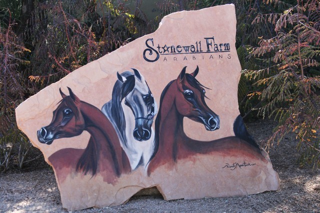 Scottsdale Arabian Horse Farm Tours