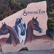 Scottsdale Arabian Horse Farm Tours