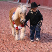 Scottsdale Arabian Horse Farm Tours