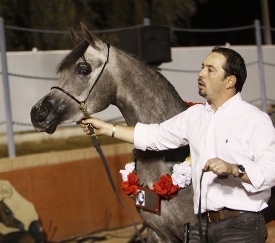 Scottsdale Arabian Horse Farm Tours