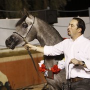 Scottsdale Arabian Horse Farm Tours