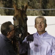 Scottsdale Arabian Horse Farm Tours